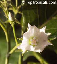 Vallaris glabra, Bread Flower

Click to see full-size image