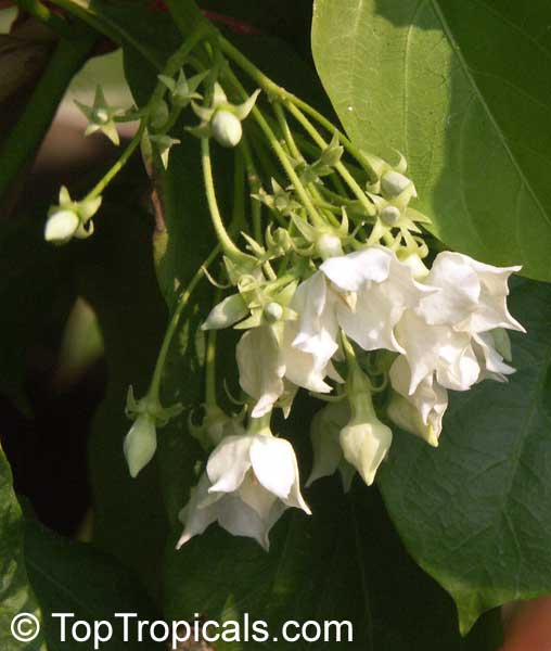 Vallaris glabra, Bread Flower