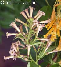 Cestrum aurantiacum, Cestrum chaculanum, Cestrum paucinervium, Yellow Cestrum

Click to see full-size image