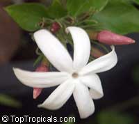 Jasminum dichotomum, Rose Bud Jasmine, Everblooming Jasmine, Gold Coast Jasmine

Click to see full-size image