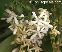 Randia siamensis, Oxyceros horridus, Fragrant randia

Click to see full-size image