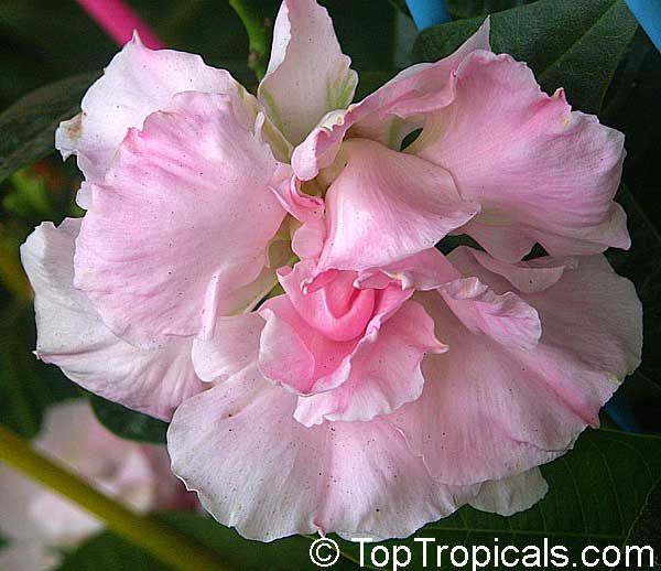 Mandevilla amabilis, Thai Rose