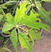 Schefflera delavayi, Schefflera

Click to see full-size image