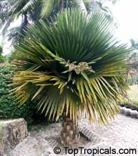Copernicia macroglossa, Cuban Petticoat Palm

Click to see full-size image