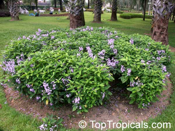Pseuderanthemum graciflorum, Pseuderanthemum graciliflorum, Pseuderanthemum andersonii, Blue Twilight, Blue Crossandra, Florida Twilight