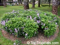 Pseuderanthemum graciflorum, Pseuderanthemum graciliflorum, Pseuderanthemum andersonii, Blue Twilight, Blue Crossandra, Florida Twilight

Click to see full-size image