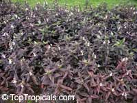 Pseuderanthemum carruthersii 'Black Magic'. Eranthemum nigrum, Black Magic, Sky Flower, Ebony

Click to see full-size image