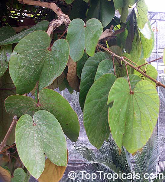Bauhinia aureifolia, Gold Leaf Bauhinia, Bai Mai Si Thong