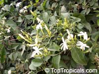 Jasminum adenophyllum, Bluegrape jasmine, Princess jasmine, Che vang, Lai la co tuyen