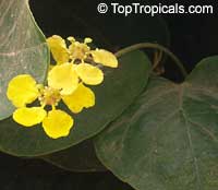 Stigmaphyllon sp., Orchid Vine, Butterfly Vine, Golden Vine

Click to see full-size image