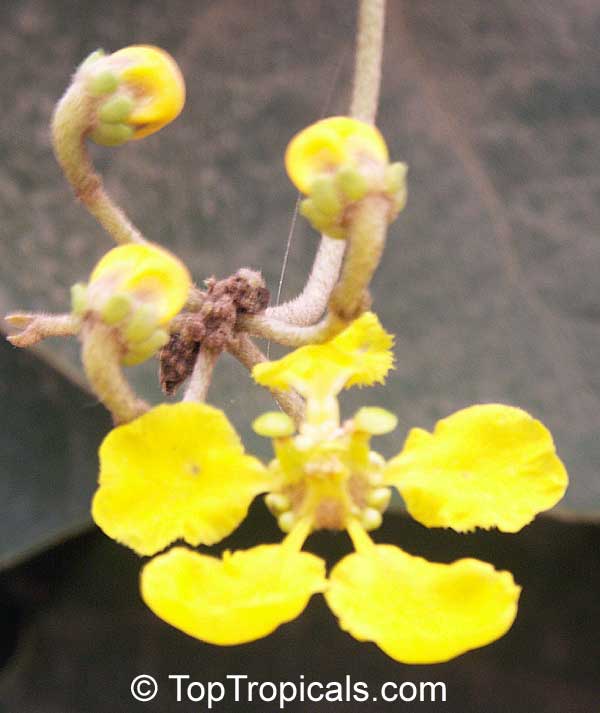 Stigmaphyllon sp., Orchid Vine, Butterfly Vine, Golden Vine