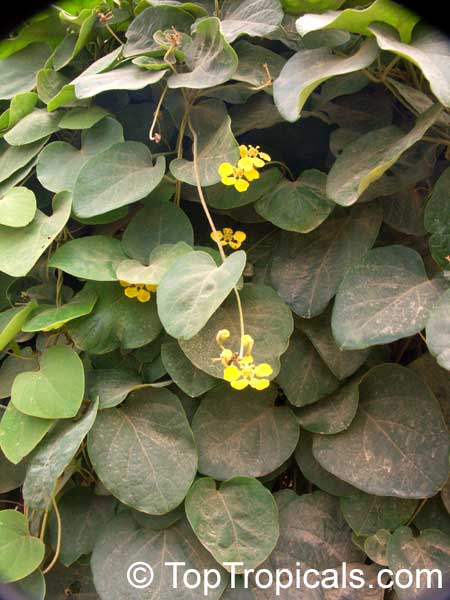 Stigmaphyllon sp., Orchid Vine, Butterfly Vine, Golden Vine. Stigmaphyllon heterophyllum ( ? )