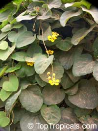 Stigmaphyllon sp., Orchid Vine, Butterfly Vine, Golden Vine

Click to see full-size image