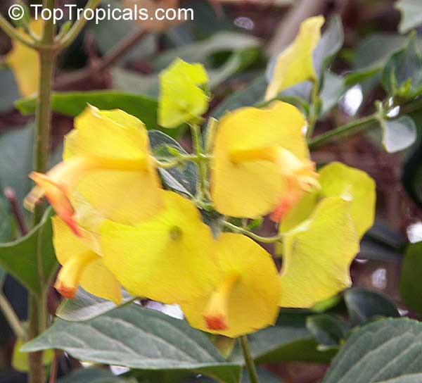 Holmskioldia citrina, Holmskioldia sanguinea 'Citrina' , Mandarin Sunrise, Mandarins hat, Yellow Chinese Hat