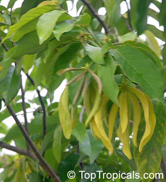 Desmos chinensis, Dwarf Ylang Ylang shrub