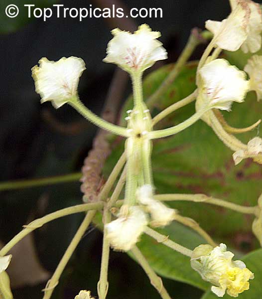 Bauhinia bassacensis, Phanera bassacensis, Bauhinia
