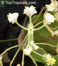 Bauhinia bassacensis, Phanera bassacensis, Bauhinia

Click to see full-size image