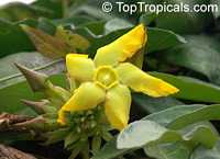 Prestonia mollis, Babeiro

Click to see full-size image