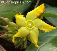 Prestonia mollis, Babeiro

Click to see full-size image