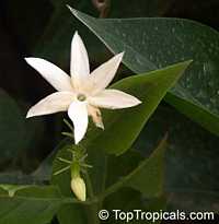 Jasminum aemulum, Palawan Jasmine, Malulee

Click to see full-size image