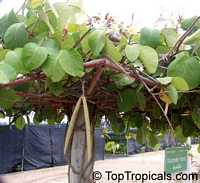 Chonemorpha fragrans, Chonemorpha macrophylla, Frangipani vine

Click to see full-size image
