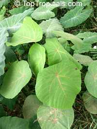 Macaranga sp., Macaranga, Nasturtium Tree, Parasol Leaf Tree

Click to see full-size image