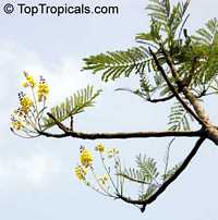 toptropicals.com