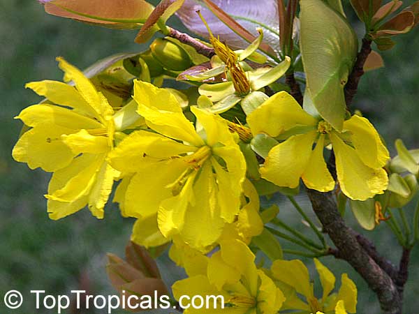 Ochna integerrima (thomasiana) - Vietnamese Mickey Mouse plant, Hoa Mai, Mai Vang, yellow flowers