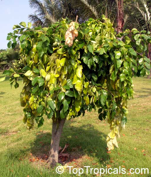 Maniltoa sp., Dove Tree, Handkerchief Tree, Ghost Tree