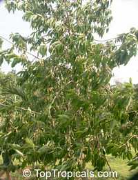 Magnolia montana, Mountain Magnolia

Click to see full-size image