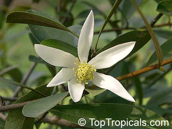 Plants With Scents As Heady As Incense Magnolia Toptropicals Com