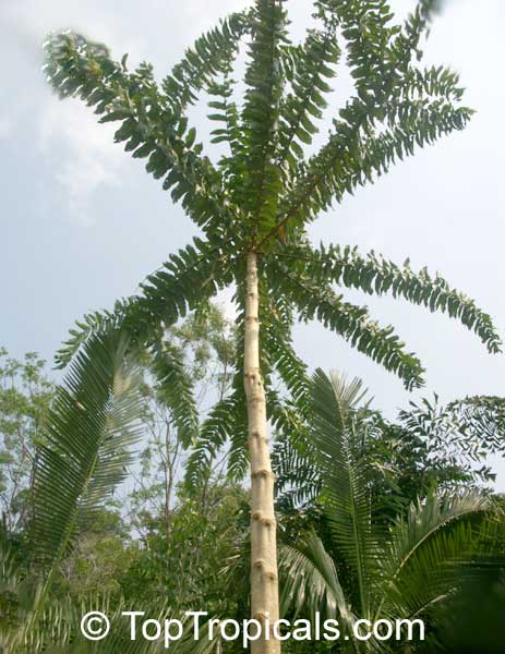 Duabanga grandiflora, Lampati