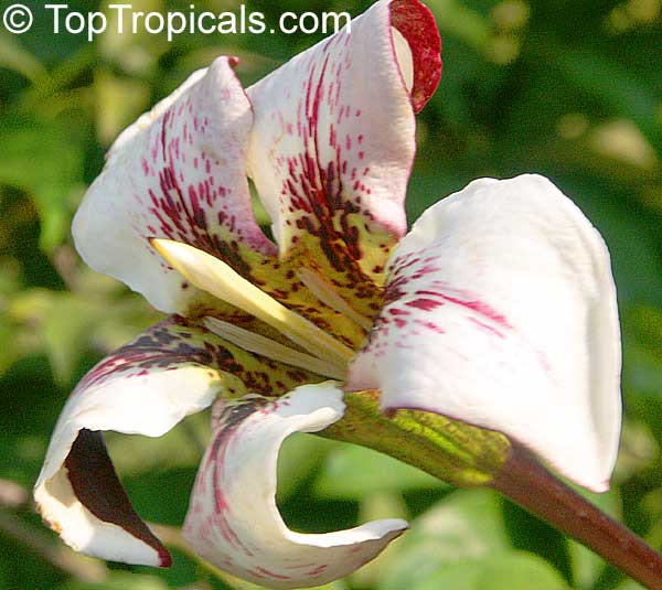 Randia maculata, Randia longiflora, Rothmannia longiflora, Terompet Gading