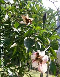 Randia maculata, Randia longiflora, Rothmannia longiflora, Terompet Gading

Click to see full-size image
