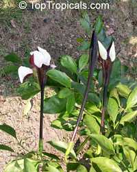 Randia maculata, Randia longiflora, Rothmannia longiflora, Terompet Gading

Click to see full-size image