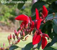 Erythrina bidwillii, Indian Coral Tree, Bidwell's Coral Tree

Click to see full-size image