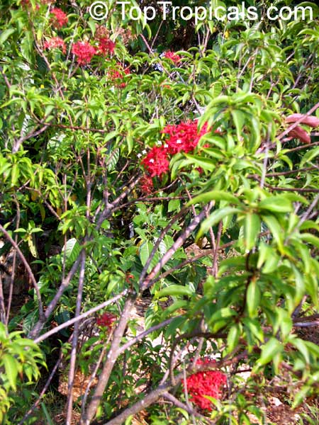 Carphalea kirondron, Madagascan