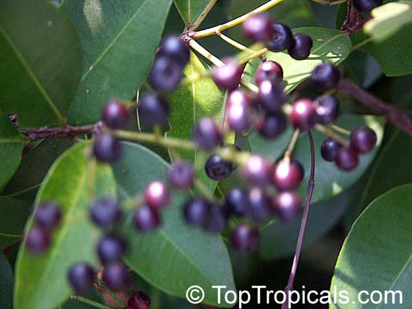 Syzygium oleosum, Blue Lilly Pilly
