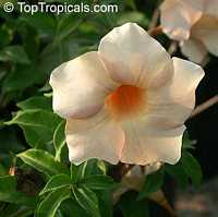 Allamanda violacea Cream, Allamanda

Click to see full-size image