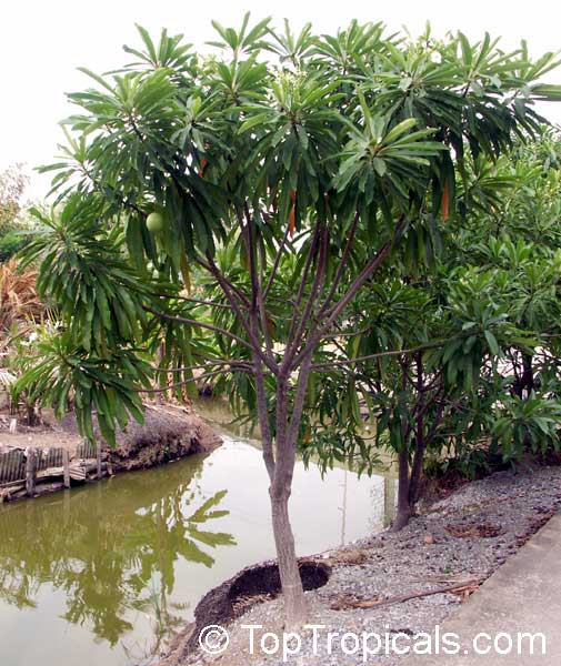 Cerbera odollam, Chiute, Chatthankai, Grey Milkwood, Sea Mango, Pong Pong Tree
