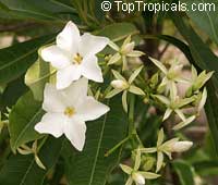 Cerbera odollam, Chiute, Chatthankai, Grey Milkwood, Sea Mango, Pong Pong Tree

Click to see full-size image