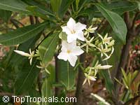 Cerbera odollam, Chiute, Chatthankai, Grey Milkwood, Sea Mango, Pong Pong Tree

Click to see full-size image