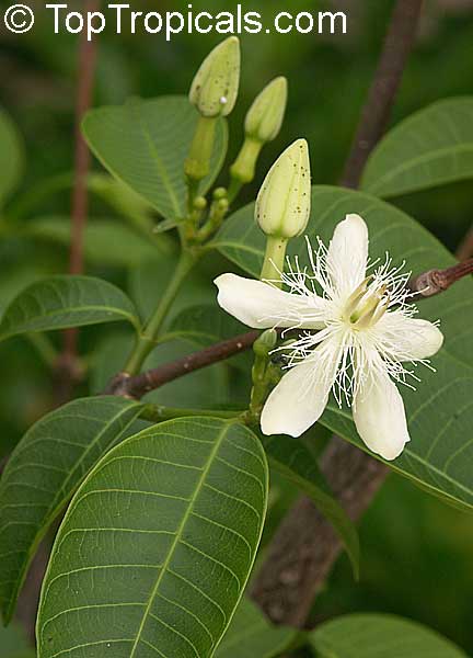 Wrightia natalensis - seeds