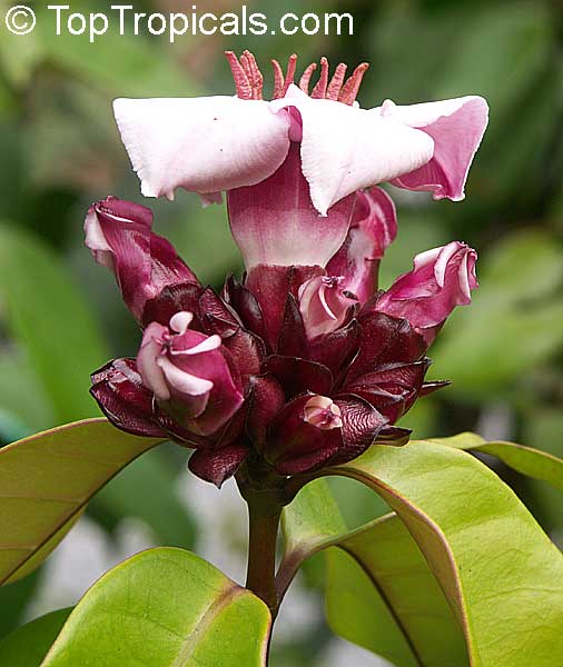 Strophanthus gratus, Climbing oleander, Cream Fruit, Rose allamanda