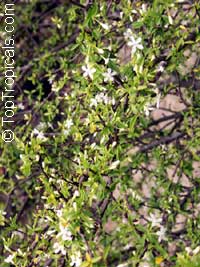 Wrightia vietnamensis, Dwarf Sacred Buddhist

Click to see full-size image