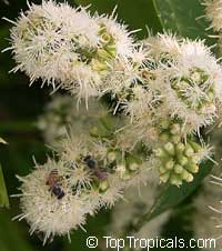 Tetracera sp., Tetracera, Bee Flower

Click to see full-size image