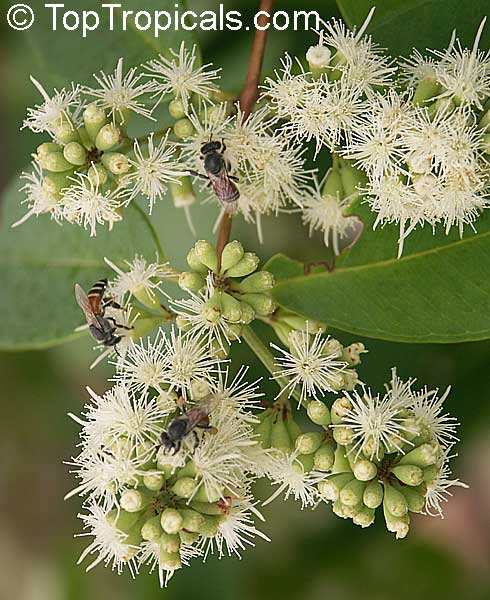 Tetracera sp., Tetracera, Bee Flower