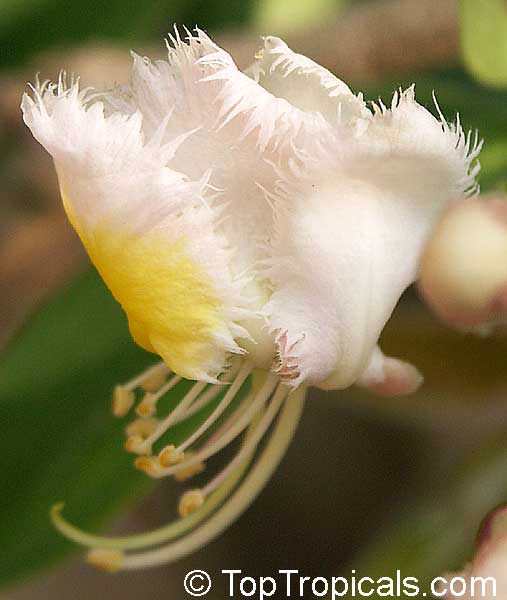 Hiptage benghalensis, Hyptage bengalensis, Hiptage, Helicopter Flower
