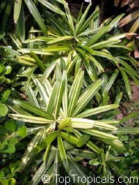 Rhapis excelsa, Lady Palm

Click to see full-size image