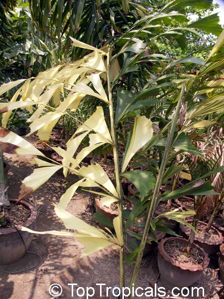 Caryota mitis, Fish Tail Palm. Caryota mitis variegata